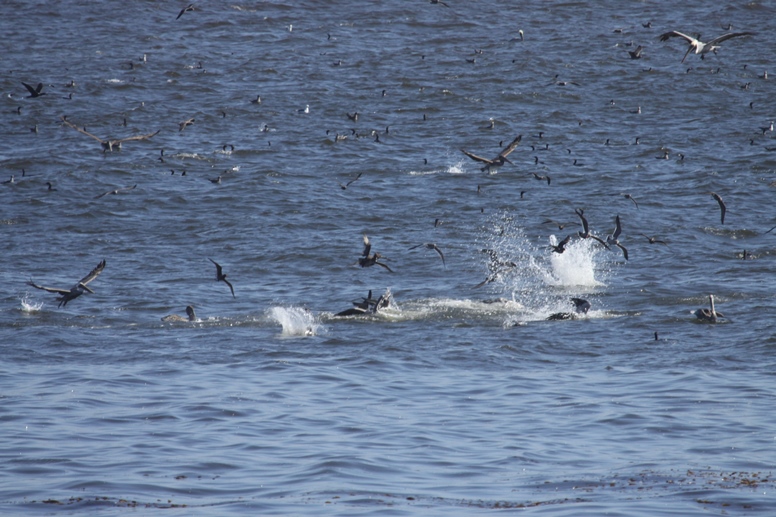 pelicans